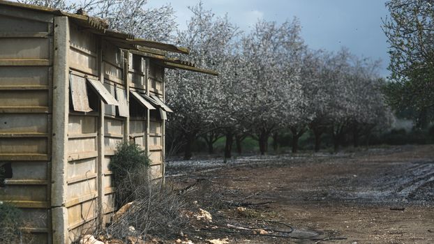 agricultural landscape, blooming garden with fruit trees