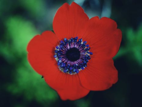 rural landscape, a field of flowering red poppies