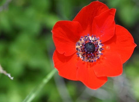 rural landscape, a field of flowering red poppies