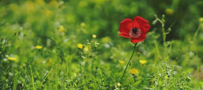 rural landscape, a field of flowering red poppies