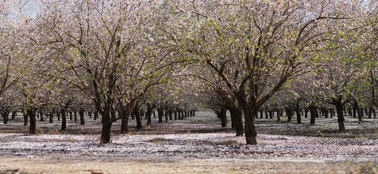 agricultural landscape, blooming garden with fruit trees