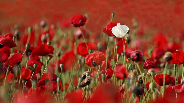 rural landscape, a field of flowering red poppies