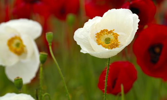 rural landscape, a field of flowering red and whites poppies