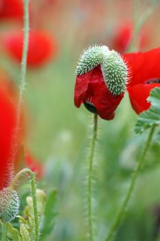 rural landscape, a field of flowering red poppies