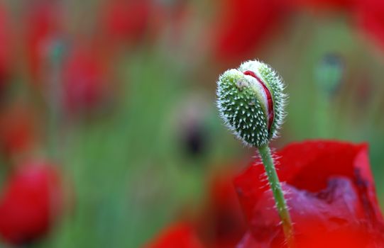 rural landscape, a field of flowering red poppies