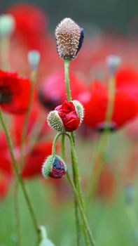 rural landscape, a field of flowering red poppies