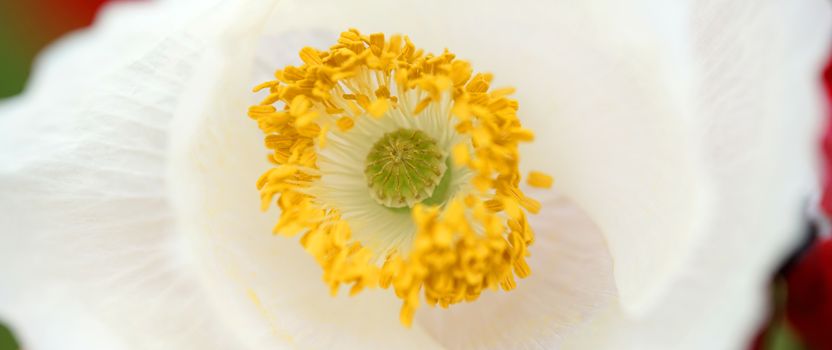 floral background, blooming white poppy closeup