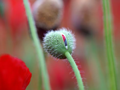 rural landscape, a field of flowering red poppies