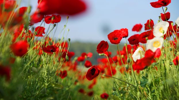 rural landscape, a field of flowering red poppies