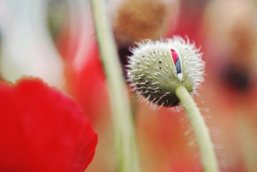 rural landscape, a field of flowering red poppies