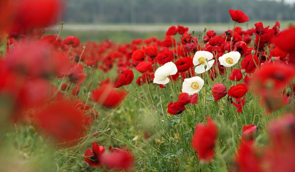 rural landscape, a field of flowering red poppies