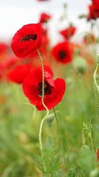 rural landscape, a field of flowering red poppies