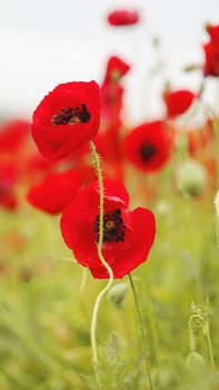 rural landscape, a field of flowering red poppies