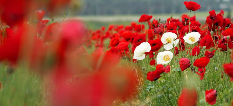 rural landscape, a field of flowering red poppies