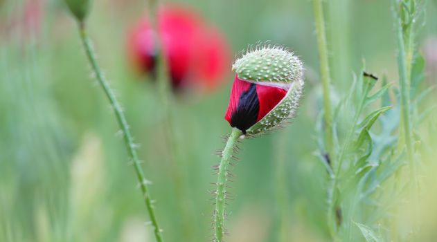 rural landscape, a field of flowering red poppies