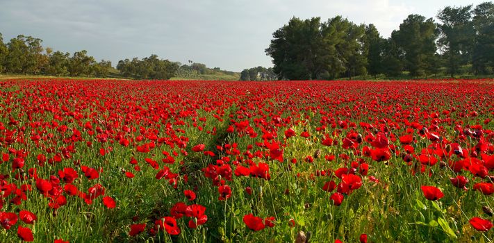 rural landscape, a field of flowering red poppies