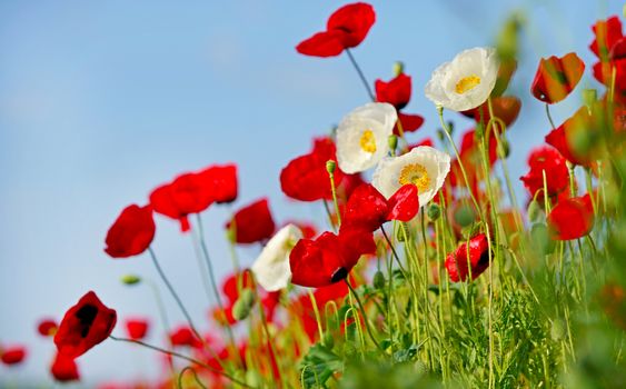 rural landscape, a field of flowering red and whites poppies