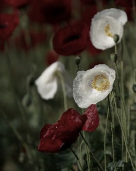 rural landscape, a field of flowering red and whites poppies