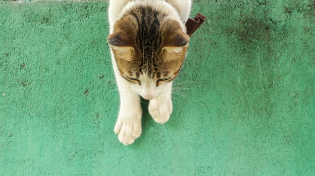 Cute White Kitten with Big Bow Tie Climbing Down Vintage Green Wall