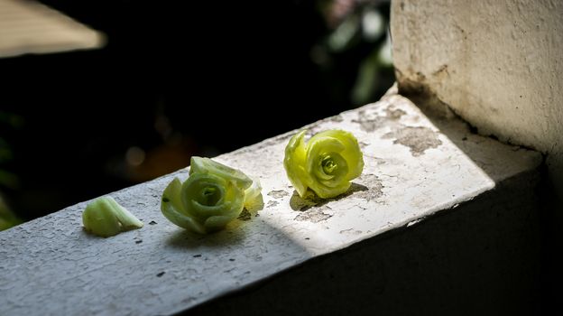 Tiny Green Lettuce/ Cabbage Ends Look Like Roses/ Flowers in the Sun. Taken on my apartment balcony in a sunny day.