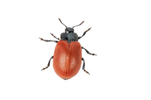 broad-shouldered leaf beetle Chrysomela populi isolated on a white background