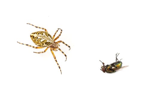 Cross spider and fly isolated on a white background