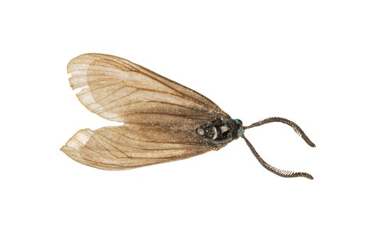 Brown moth isolated on a white background
