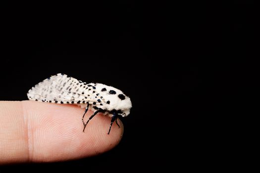 Wood leopard moth Zeuzera pyrina isolated on a white background
