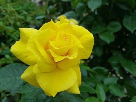 little drops of water on a beautiful yellow rose in the suburbs of London