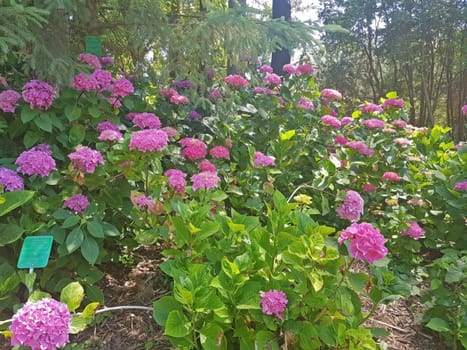 hydrangeas capture i bloom during summer in the park of flowers in Nantes, France