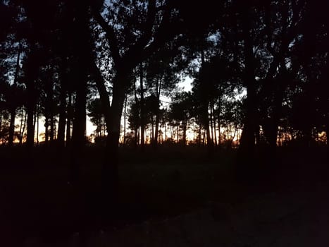 sunset seen trough the woods in a quiet Portuguese village