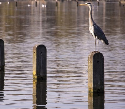 Great blue heron resting on a pole in the pond that crosses Hyde Park in London