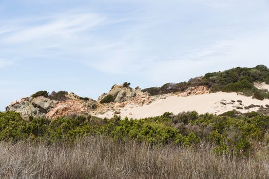 nature in spring on maddalena island with plants flowers and sky