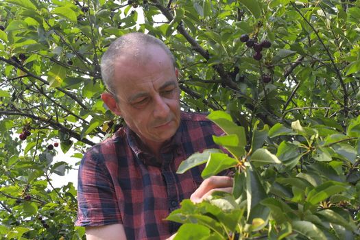 Man picking sour cherries in sour cherry tree. Mature man gathering sour cherries. Middle aged man, gardener in summer.