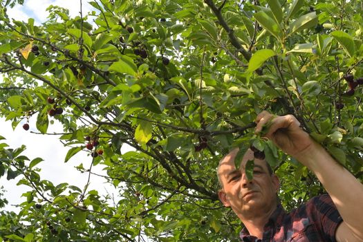 Man picking sour cherries in sour cherry tree. Mature man gathering sour cherries. Middle aged man, gardener in summer.