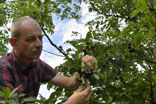 Man picking sour cherries in sour cherry tree. Mature man gathering sour cherries. Middle aged man, gardener in summer.