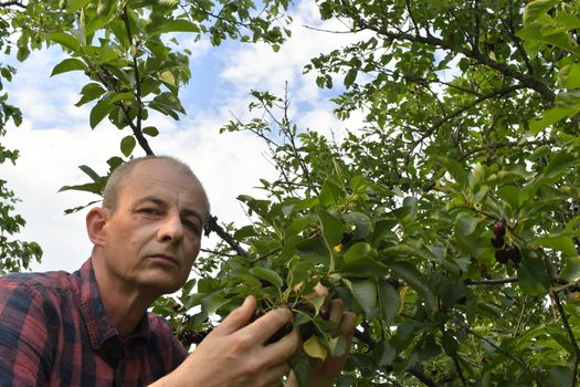 Man picking sour cherries in sour cherry tree. Mature man gathering sour cherries. Middle aged man, gardener in summer.