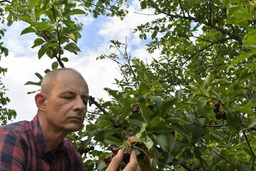 Man picking sour cherries in sour cherry tree. Mature man gathering sour cherries. Middle aged man, gardener in summer.