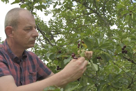 Man picking sour cherries in sour cherry tree. Mature man gathering sour cherries. Middle aged man, gardener in summer.