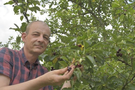 Man picking sour cherries in sour cherry tree. Mature man gathering sour cherries. Middle aged man, gardener in summer.