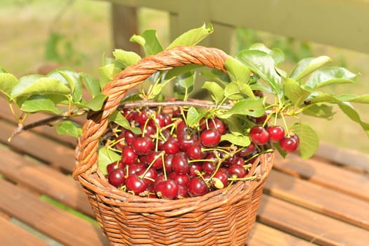 Delicious sour cherry fruits in a wicker basket. Sour cherries on garden table.