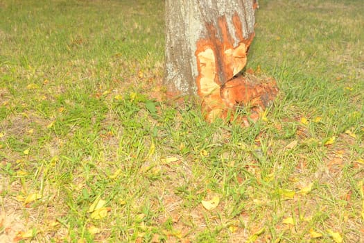 Starting cut old tree down. Selective focus. 