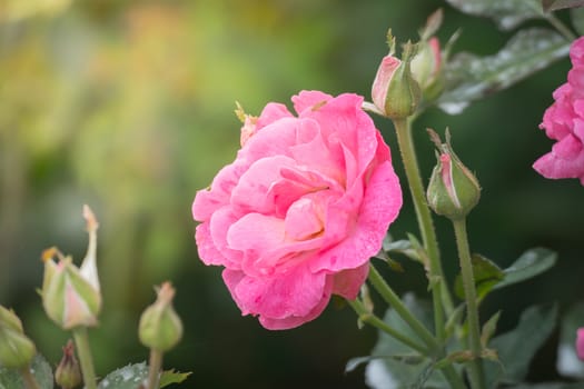 Roses in the garden, Roses are beautiful with a beautiful sunny day.