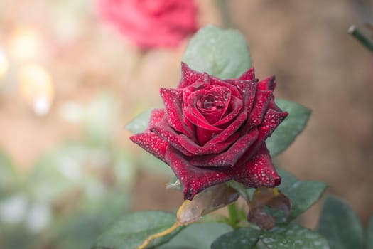 Roses in the garden, Roses are beautiful with a beautiful sunny day.