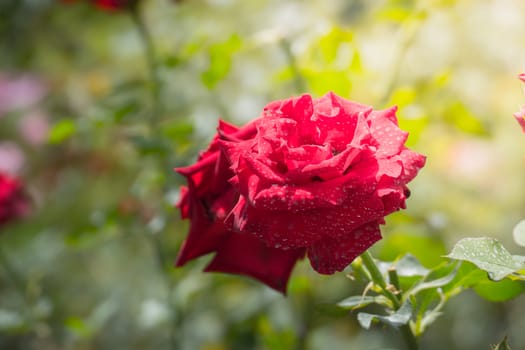 Roses in the garden, Roses are beautiful with a beautiful sunny day.