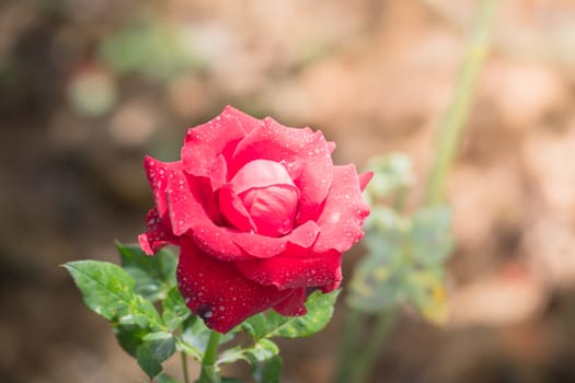 Roses in the garden, Roses are beautiful with a beautiful sunny day.