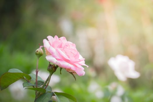 Roses in the garden, Roses are beautiful with a beautiful sunny day.