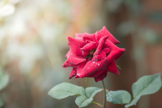 Roses in the garden, Roses are beautiful with a beautiful sunny day.