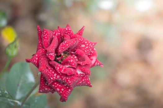 Roses in the garden, Roses are beautiful with a beautiful sunny day.