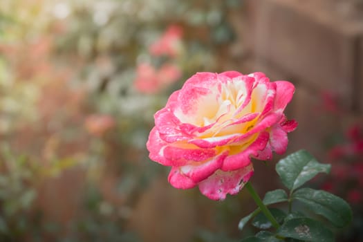 Roses in the garden, Roses are beautiful with a beautiful sunny day.